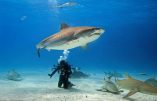 Un monde de requin