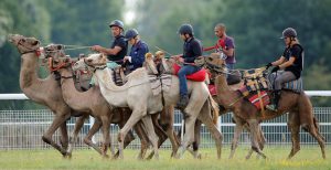 Championnat-de-France-de-courses-de-dromadaires