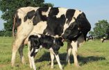 Une chorale de Paysans chante sa détresse face à la déshumanisation de l’agriculture – Emouvant!