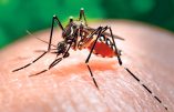 Premiers cas de virus Zika en Europe – Alerte dans six pays européens