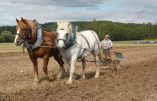 Le retour du cheval de trait