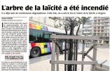 A Angers, « l’arbre de la laïcité » trépasse pour la quatrième fois