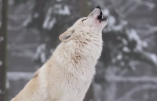 Le loup, un animal pas si méchant