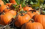 Mais d’où viennent les citrouilles ?