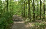 Forêts : le Nord reboise, le Sud déboise