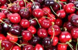 Le temps des cerises