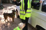 Brigitte Bardot soutient les Gilets Jaunes