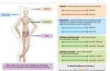 France :  l’idéologie du genre, le dogme enseigné en 2nde