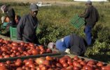 Dans la Sarthe, les saisonniers français sont remplacés par des demandeurs d’asile payés 700 € pour 15 jours de travail