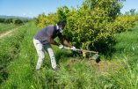 Italie, la crise économique engendrée par la gestion du covid-19, dernière excuse pour régulariser des clandestins