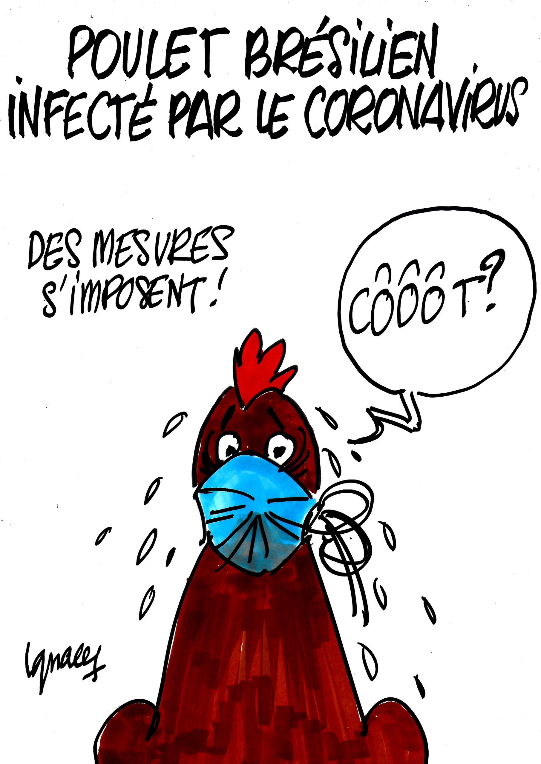 Ignace - Poulet brésilien infecté par le coronavirus